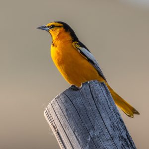 Kelowna Birding Tour, Okanagan BC (Half Day)