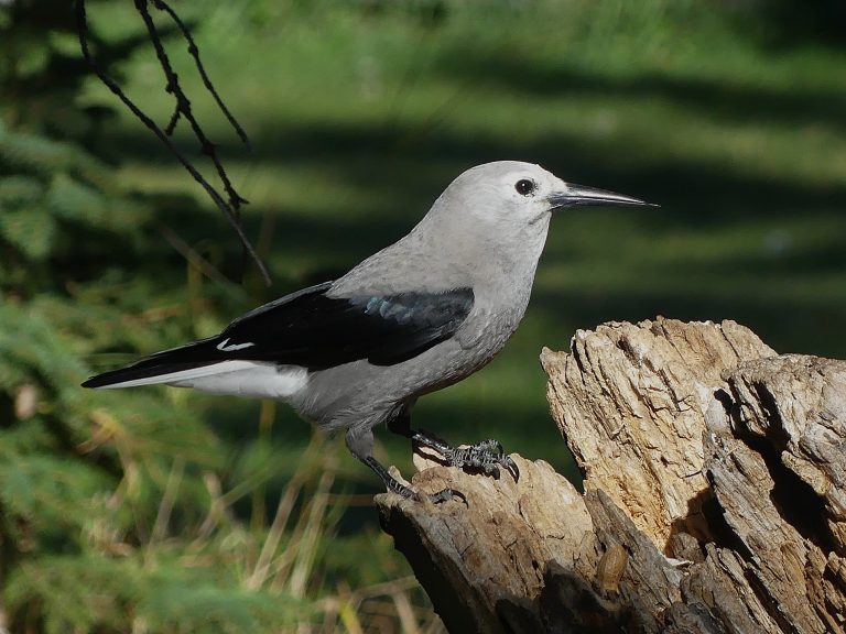 Clark’s Nutcracker – Beaupre, Alberta
