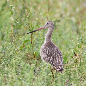 Birding Milwaukee or Door County: Half-Day