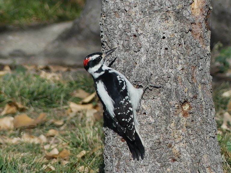 Hairy Woodpecker – Pine Coulee, AB