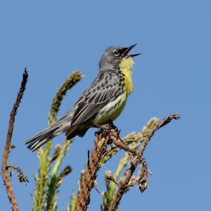 Kirtland’s Warbler Day Trip, Milwaukee US