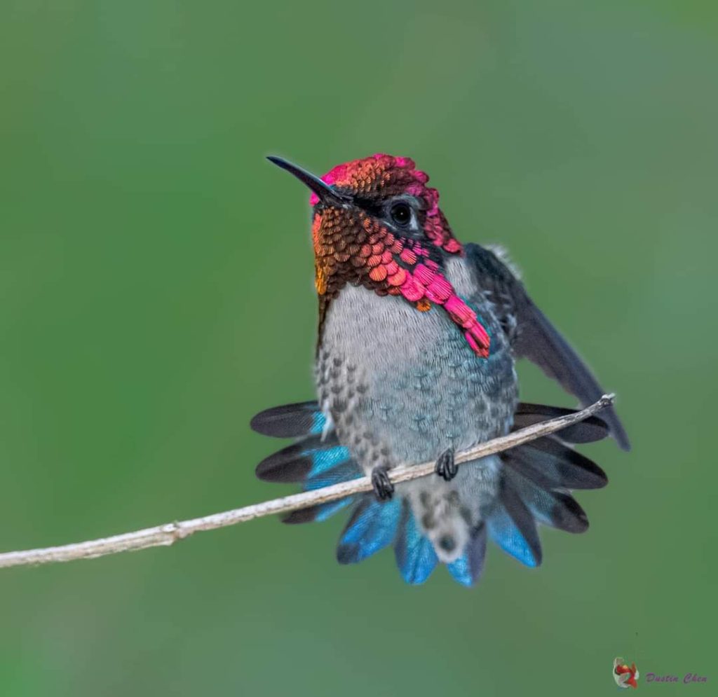 Casa Ana Birding with Bee Hummingbirds in the garden. Smalles Hummingbird in the world with a Deep wine gorget and a blue back and tail. The bird is stretching including his tail and wings. 