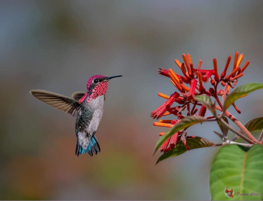 Bee Hummingbird checking on native flowers. Photo by Adrian Cobias.