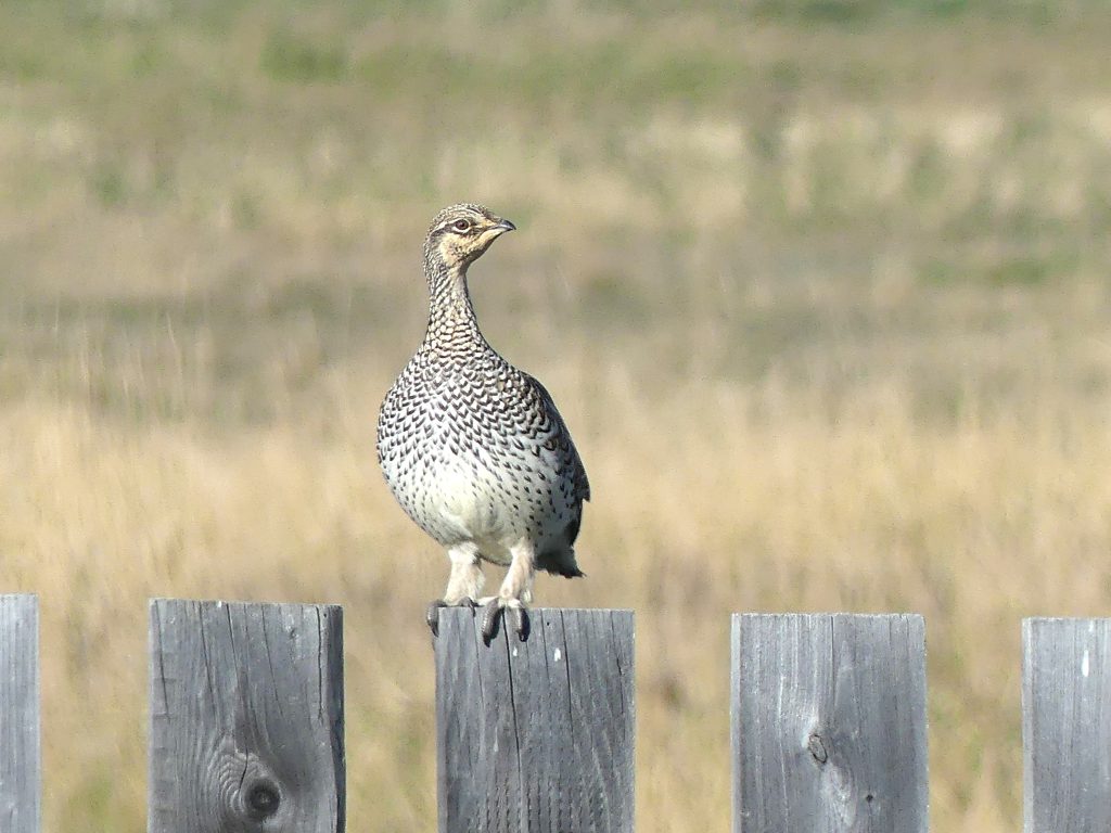 A Sharp-tailed Grouse sits atop an old wooden fence with golden grasses behind.