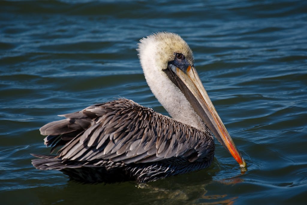 Detailed close-up of a brown pelican swimming in the ocean, showcasing its distinctive plumage.