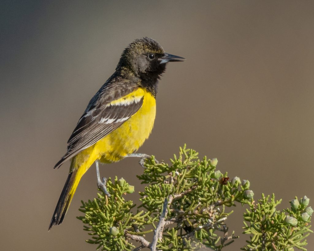 Scott's oriole Cuyama Sue Cook