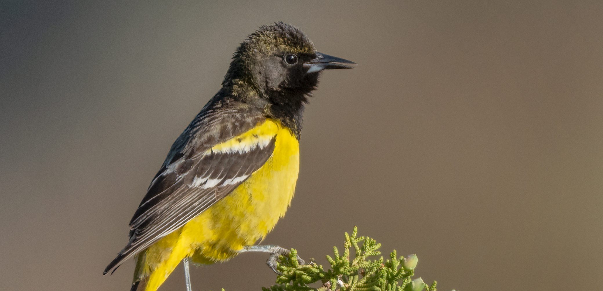 Scott's oriole Cuyama Sue Cook