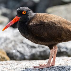Victoria, BC Half Day Tour