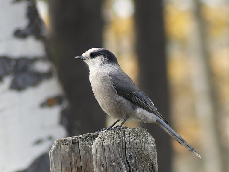 Canada Jay in Cochran Alberta