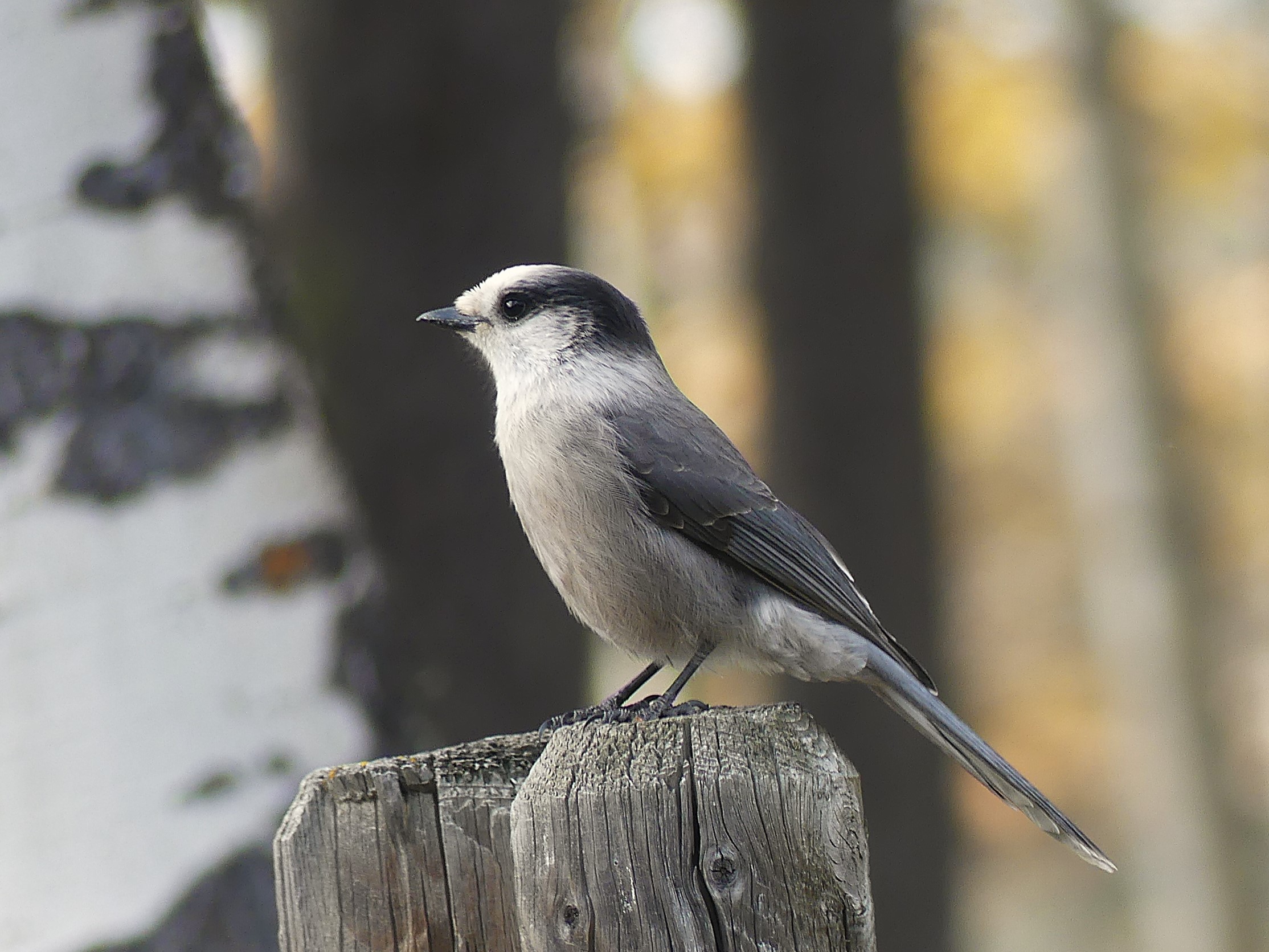Canada Jay in Cochran Alberta