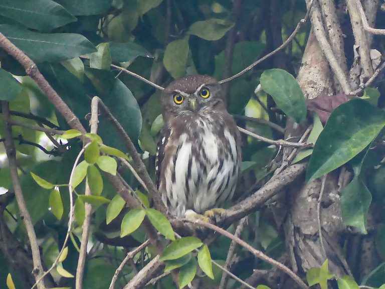 Ferruginous Pygmy-Owl in Tulum Mexico