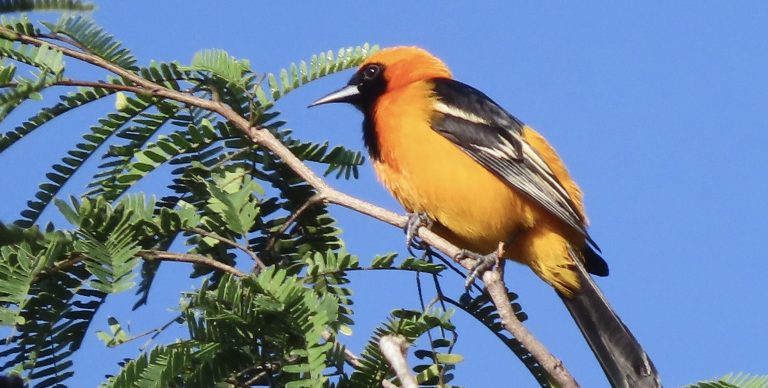Birding Tours in Tulum, Mexico: Where the Jungle Meets the Sea!