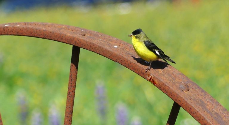 Ojai Birding – Off the Beaten Path