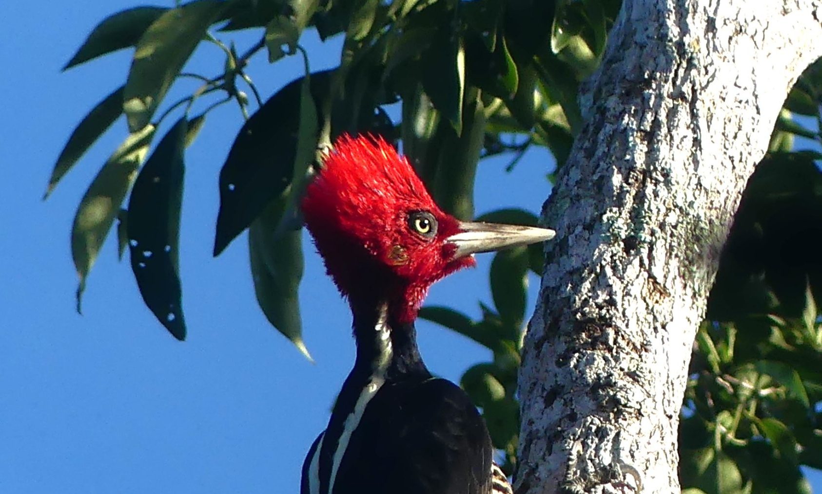 Lineated Woodpecker in Tulum Mexico