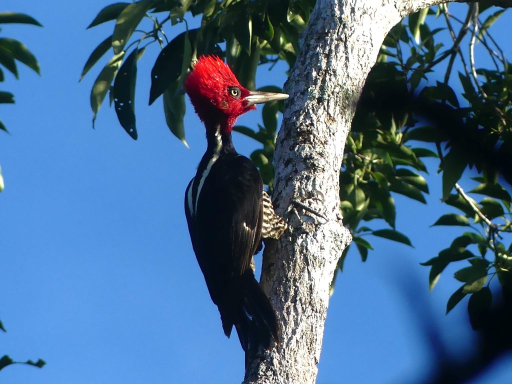 Pale-billed Woodpecker in Tulum Mexico climbing a trunk with its mate. The pair exchanging loud raucous calls. 