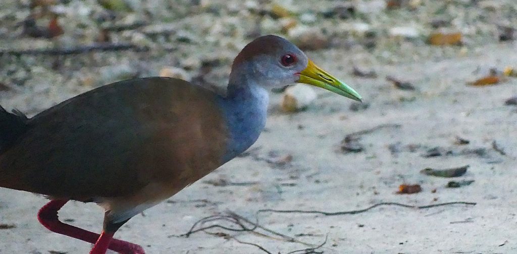 Russet-napped Wood Rail in Laguna de Muyil