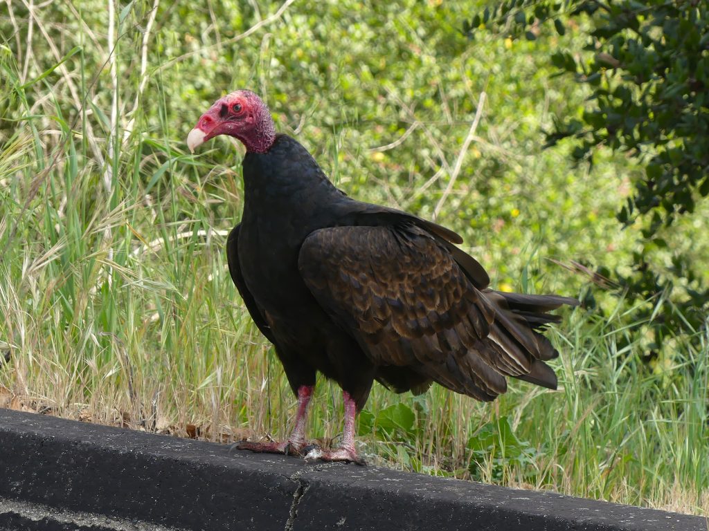 turkey vulture found while Ojai birding