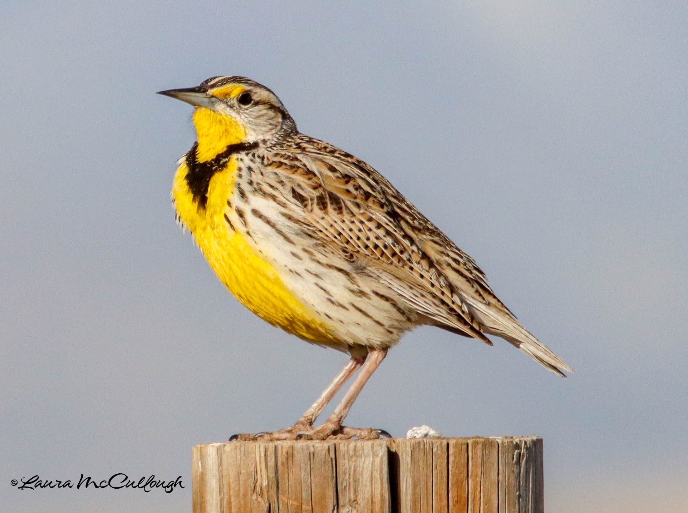 Western Meadowlark sitting on a fence. Photo by Laura McCullough found on Flickr