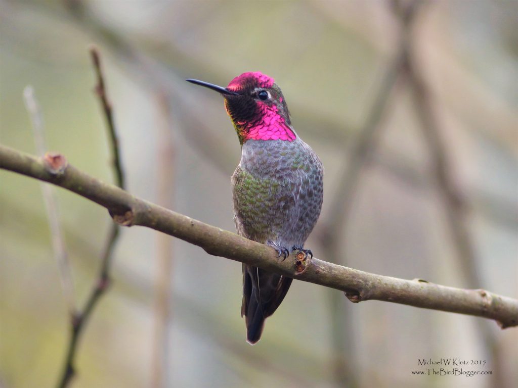 Anna's hummingbird perched on a branch showing off his irridencent throat.