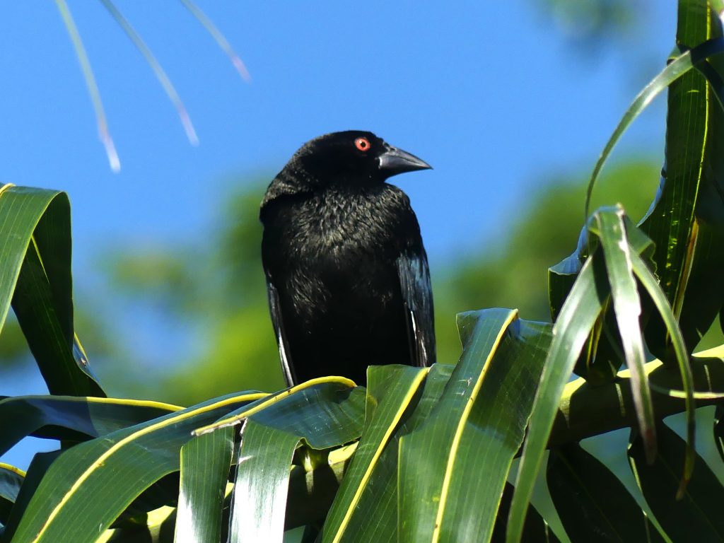 A handsome Bronzed Cowbird sits in a palm in an urban park in Tulum Mexico. The blue sky behind the black and green setting. His red eye is set off by the the bronzed black plumage.