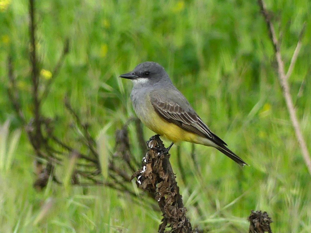 Cassin's Kinkbird in the Sepulveda Basin Wildlife Reserve
