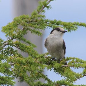 Vancouver, BC and Lower Mainland - Custom Half Day Tour