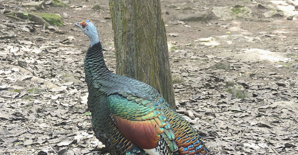 Ocellated Turkey Coba Ruins