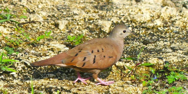 Ruddy Ground-Dove in Tulum, Mexico
