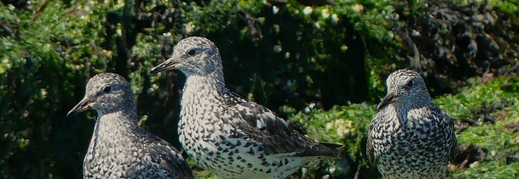A group of breeding plumaged Surfbirds on Passage Island picking through the seaweed covered Rocks on passage island.