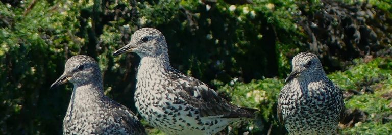 A group of breeding plumaged Surfbirds on Passage Island picking through the seaweed covered Rocks on passage island.