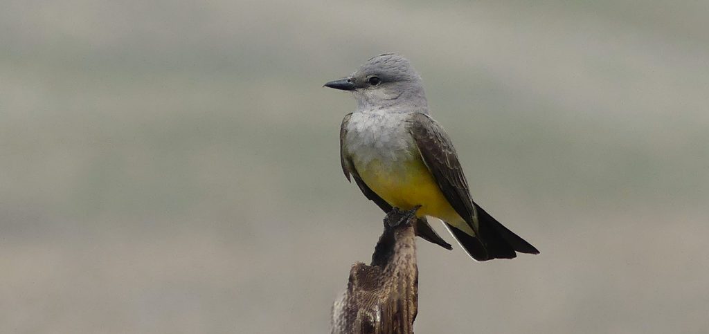 Western Kingbird perched on an old burnt out fence post