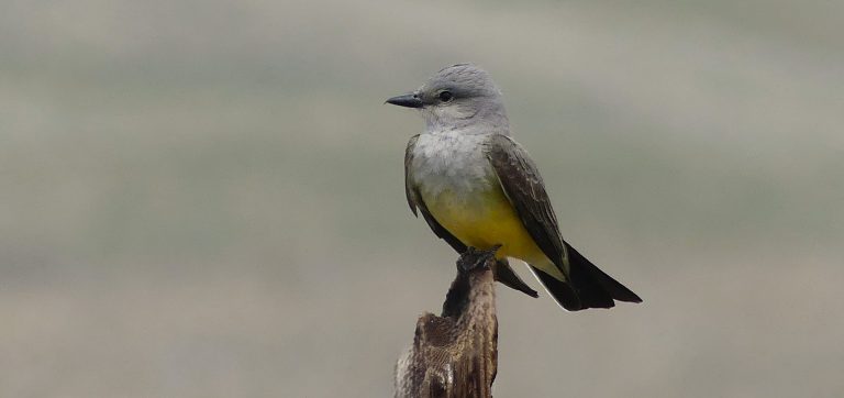 Western Kingbird perched on an old burnt out fence post