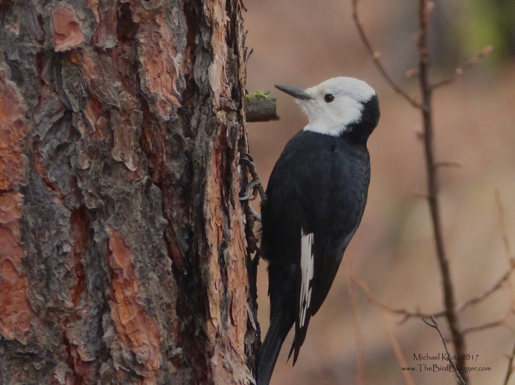 White-headed woodpecker female edition. It has no red on the nape as a male would. 