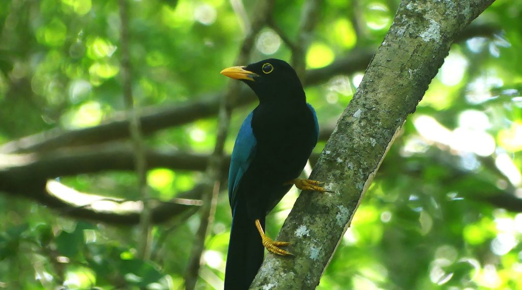 Yucatan Jay juvenile with family group in the trees just off of Laguna Muyil.