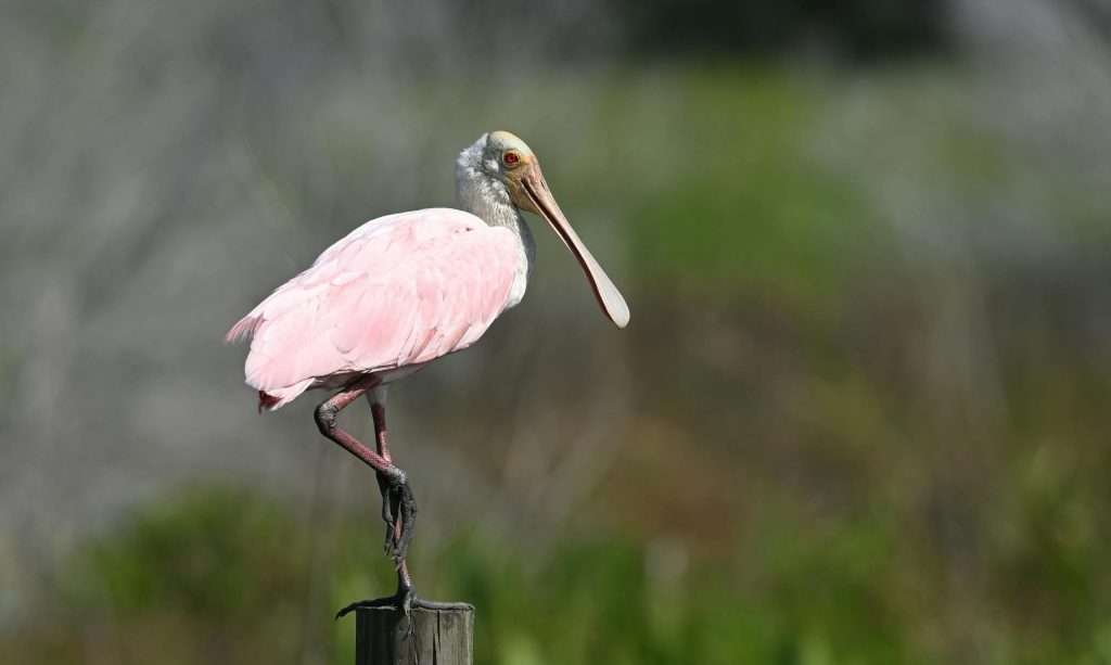 A roseate spoonbill perched on a post against a lush background in St. Cloud, Florida wetlands.