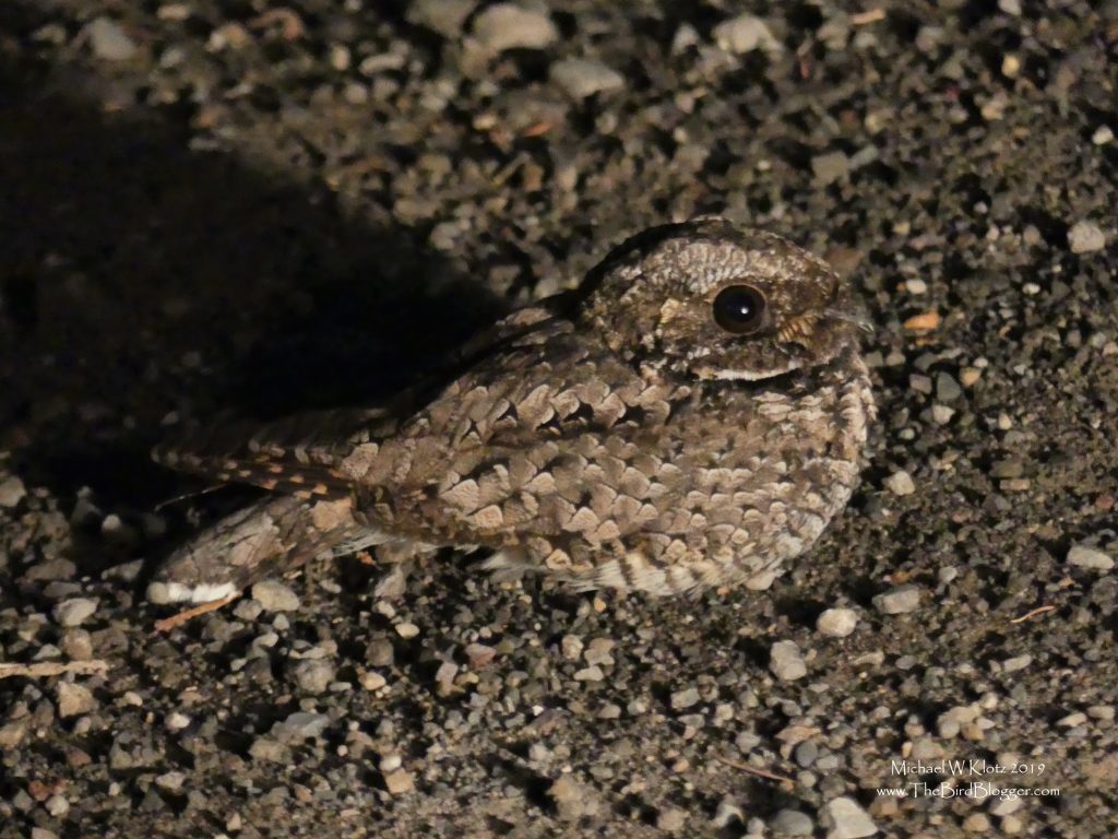 A Common poorwill sitting on the side of a gravel road waiting for moths to fly-by. Very well camoflaged, these birds are hard to see during the day.
