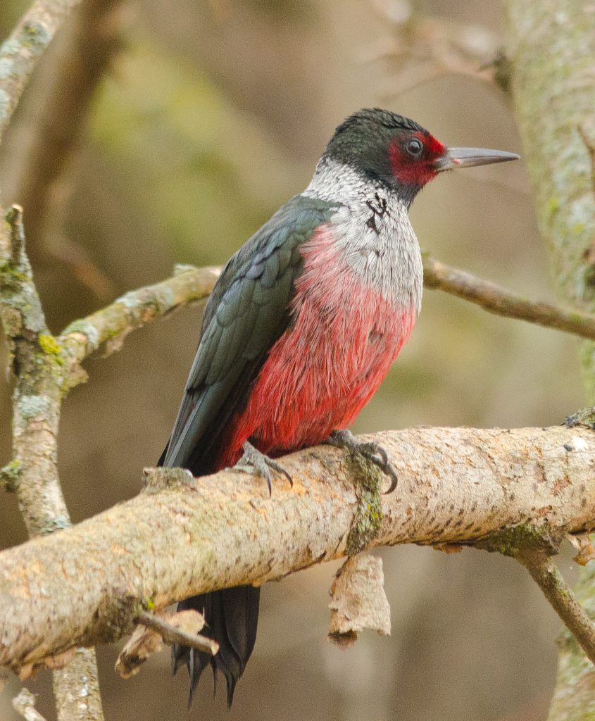 Lewis' Woodpecker by Joshua Mayer