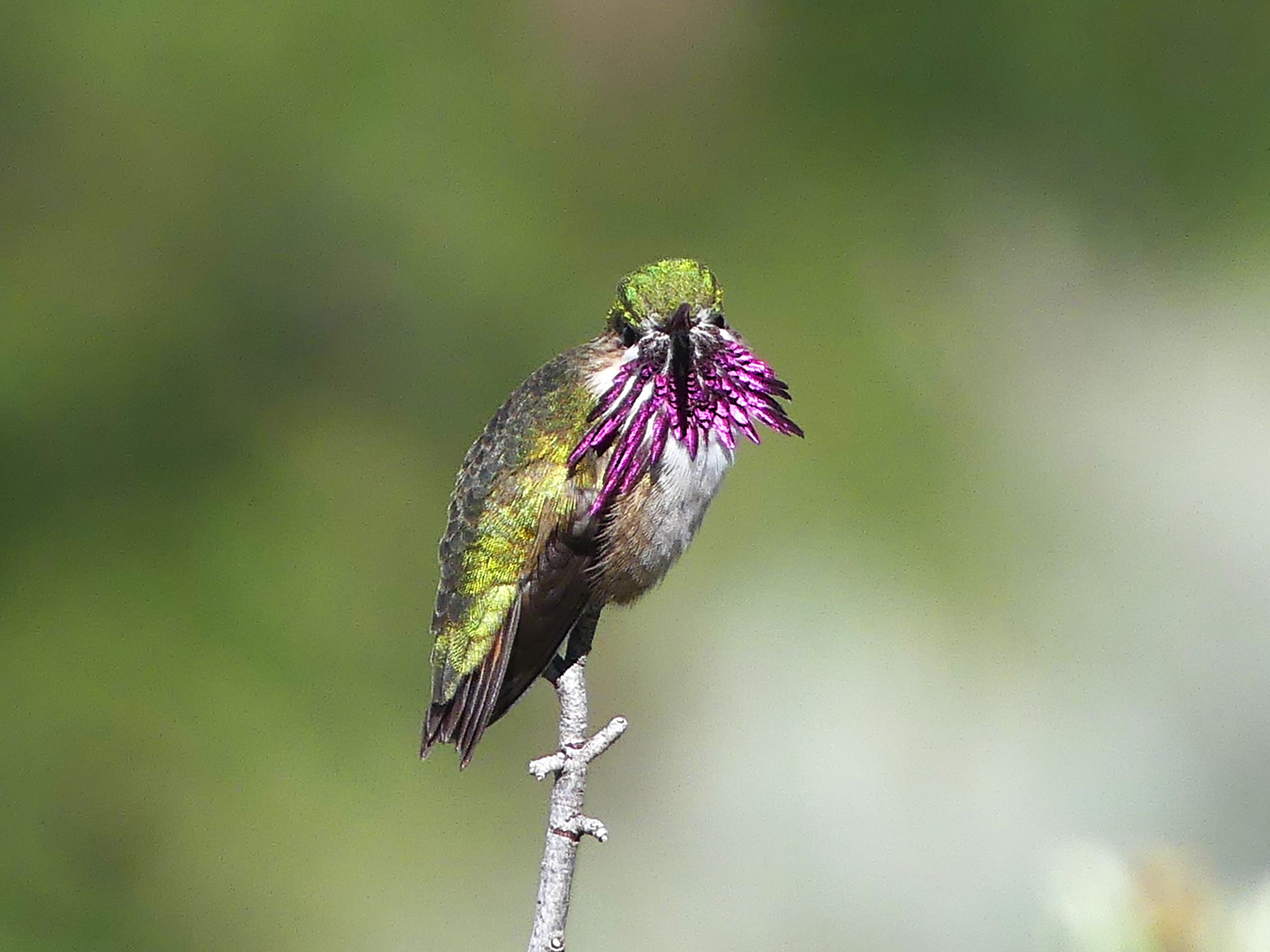 A male Colliope Hummingbird showing off in the desert. protecting precious territory with limited flowers at the Nk'Mip Cultural Center. Photo taken by Michael Klotz
