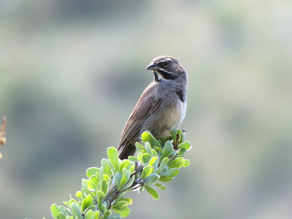 a five striped sparrow sitting on a green desert plant in Box Canyon. Th sparrow appears to have a moustache and a white chin.