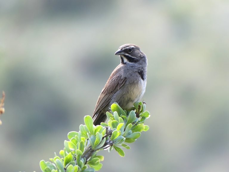 a five striped sparrow sitting on a green desert plant in Box Canyon. Th sparrow appears to have a moustache and a white chin.