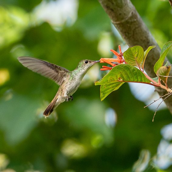 Birdwatching Cobá – Private Tour - Riviera Maya, MX - Image 5