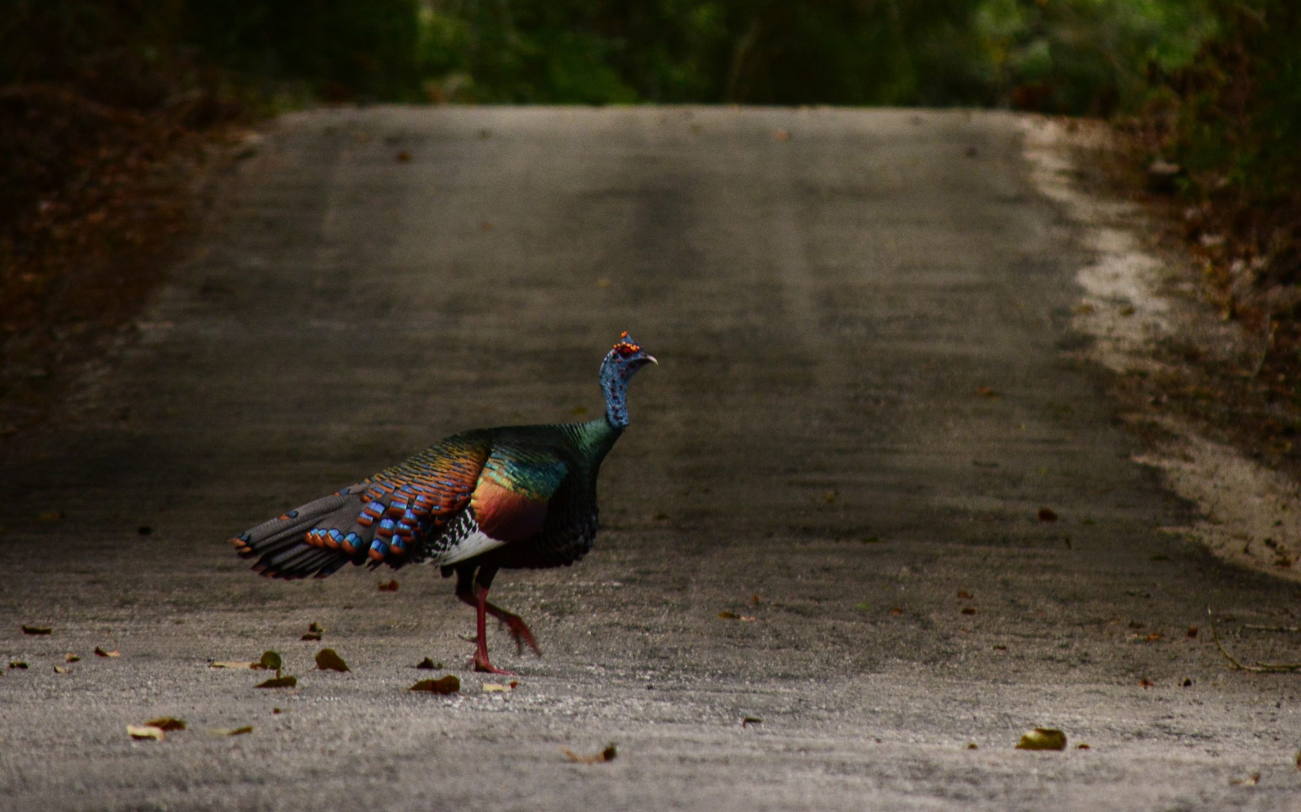 Birdwatching Cobá – Private Tour - Riviera Maya, MX - Image 4