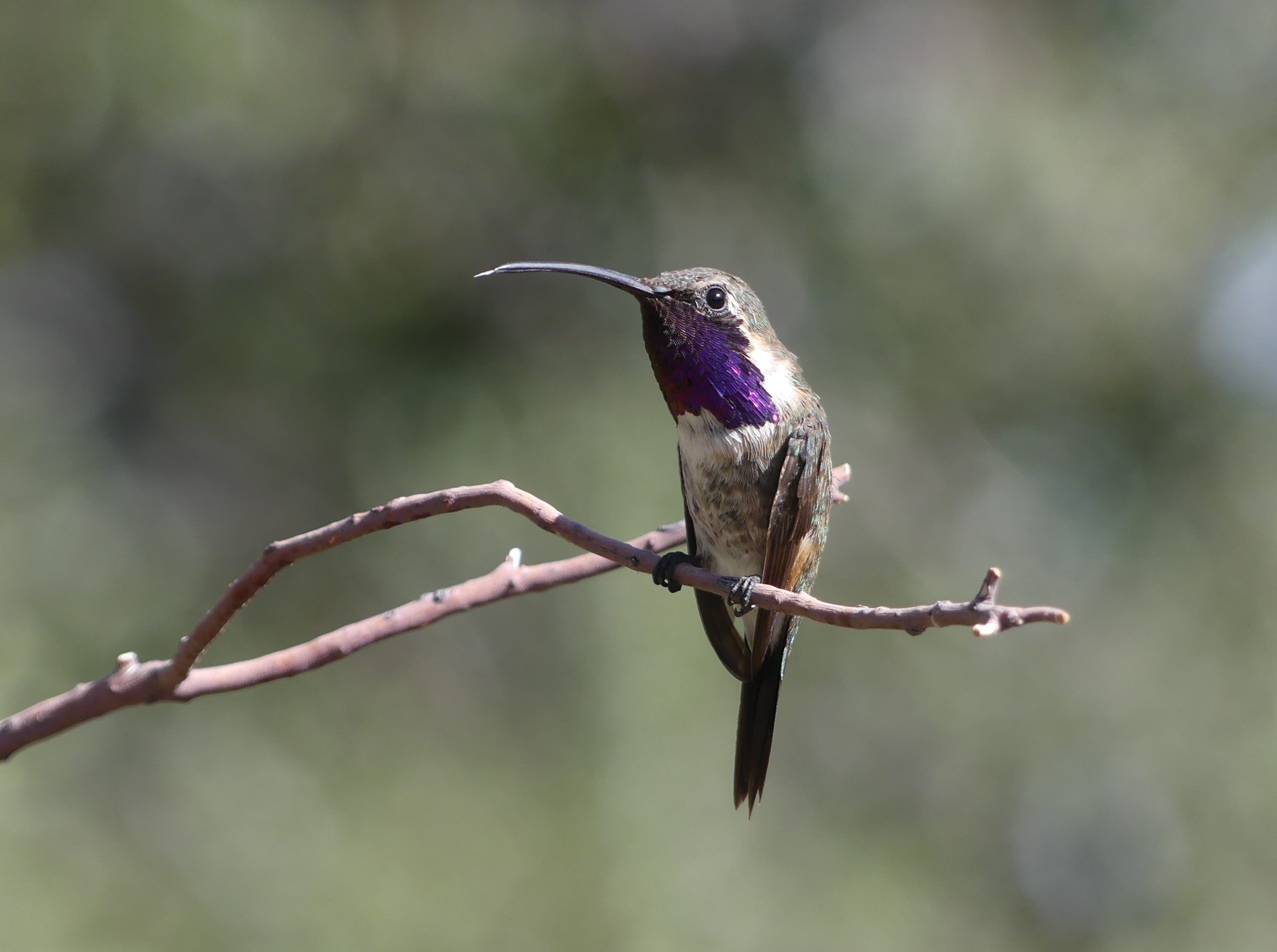 A lucifer's hummingbird in Arizona at Ash Canyon Bird Santuary making good use of the feeders.