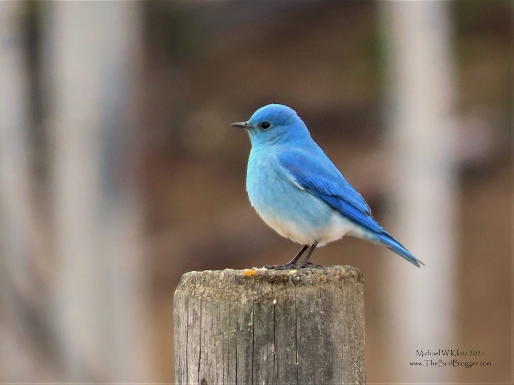 Mountain Bluebird found around the Okanagan area almost year round.