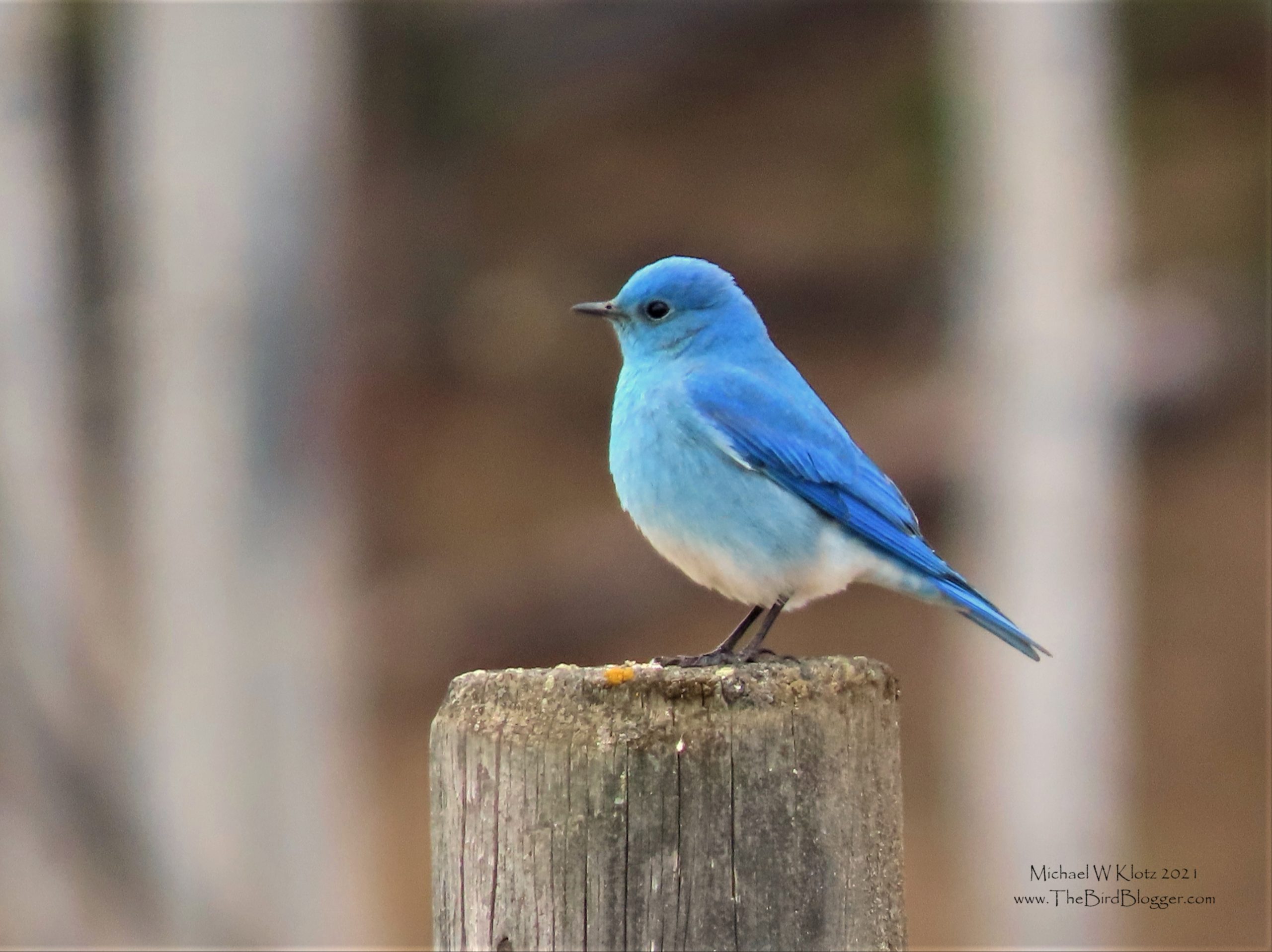 Mountain Bluebird found around the Okanagan area almost year round.