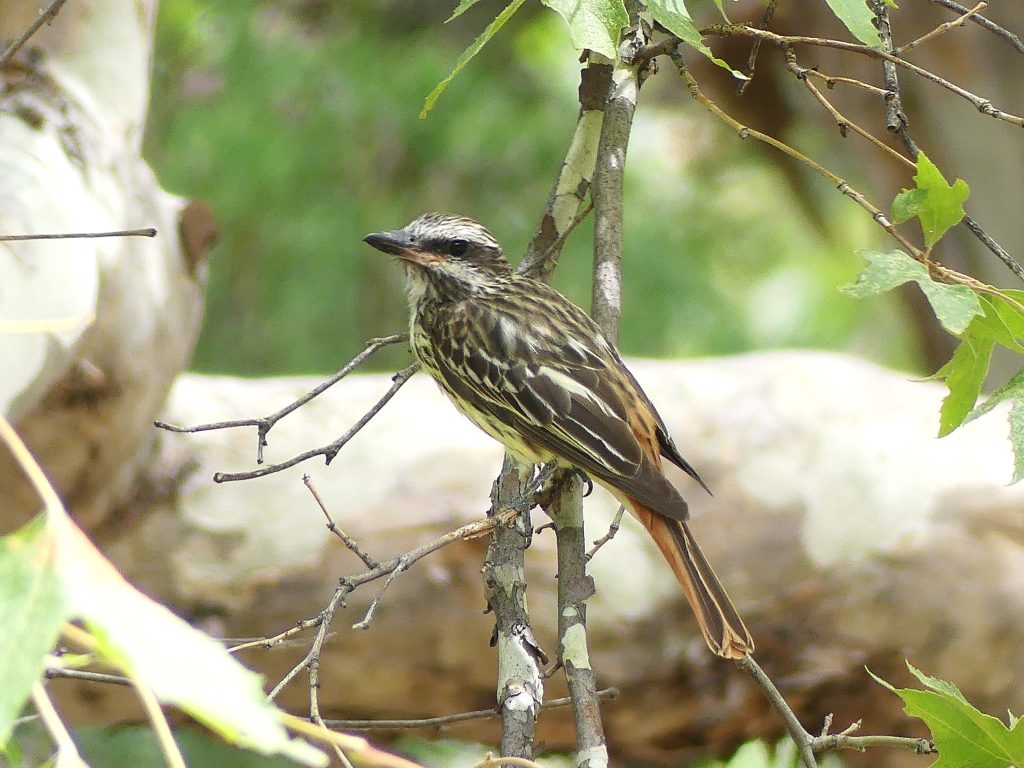 Sulpher-bellied Flycatcher in Ramsey Canyon. Found in the Sycamour forests of the sourthern sky islands of Arizona