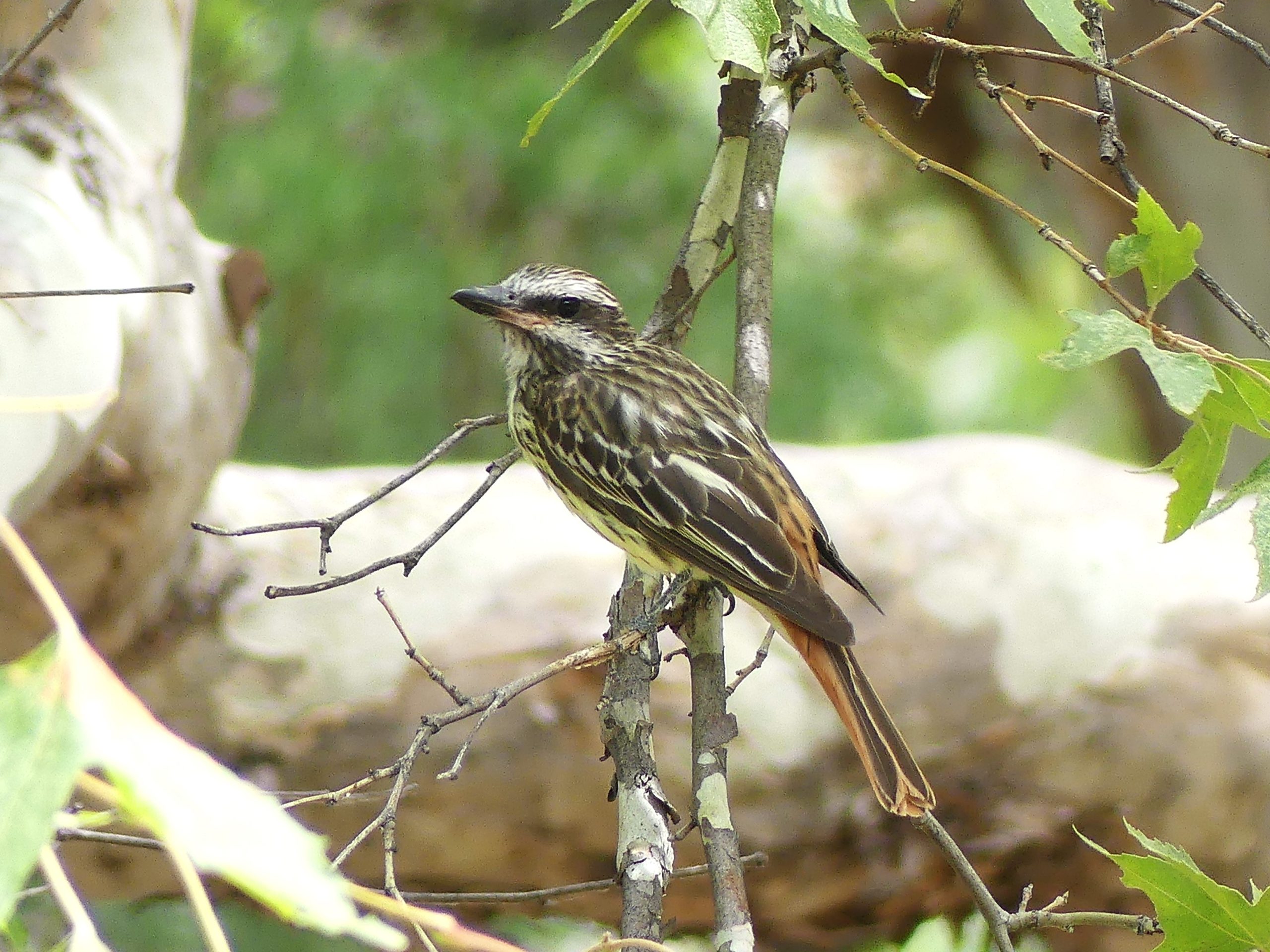 Sulpher-bellied Flycatcher in Ramsey Canyon. Found in the Sycamour forests of the sourthern sky islands of Arizona