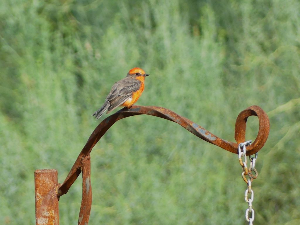 a Vermillion Flycatcher was hawking from his rusty and twisted wrought Iron perch. His brown back contrasting greatly with his brilliant red front.
