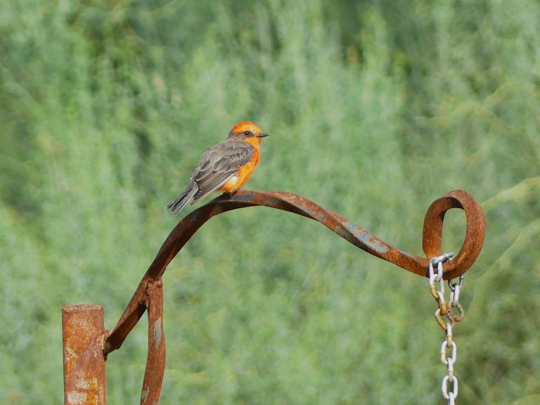 a Vermillion Flycatcher was hawking from his rusty and twisted wrought Iron perch. His brown back contrasting greatly with his brilliant red front.