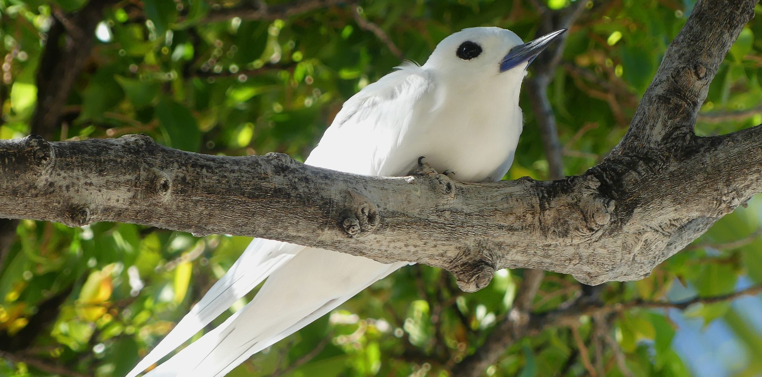 A White tern in Waikiki sitting under the canopy of a plumaria tree in front of Honolulu Zoo